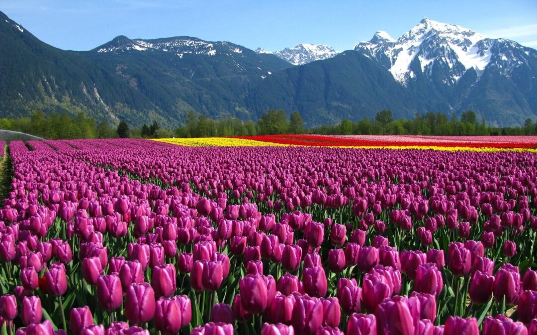 Srinagar’s Tulip Garden – Like a Dreamland