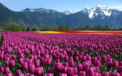Srinagar’s Tulip Garden – Like a Dreamland