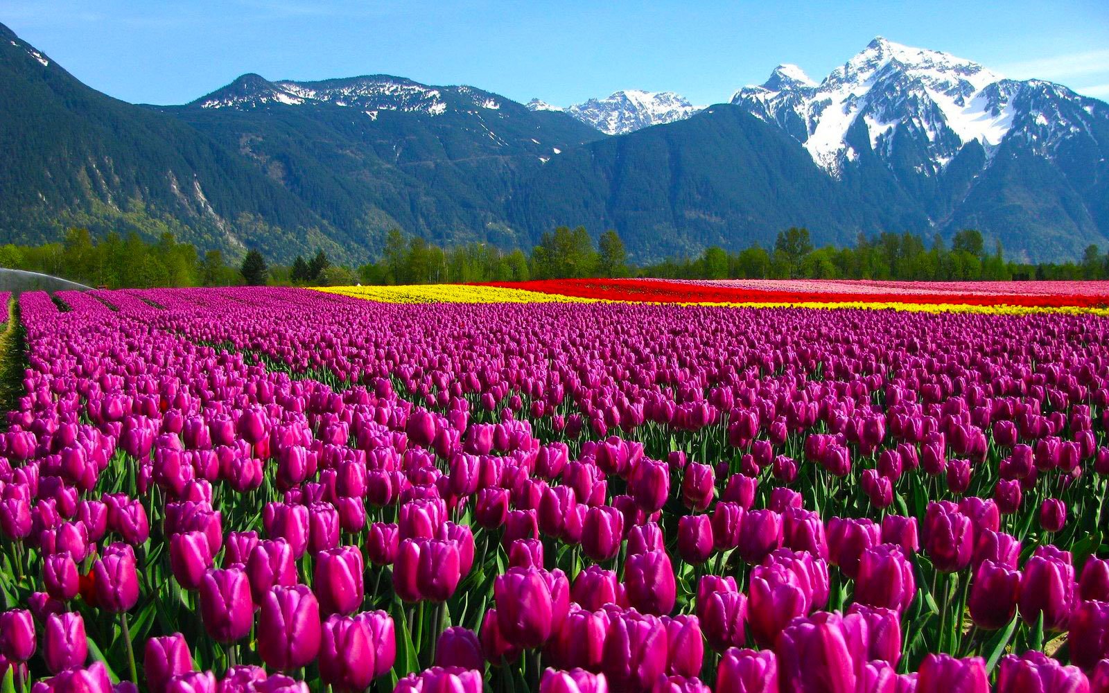 Srinagar-Tulip-Garden Srinagar-Tulip-Garden