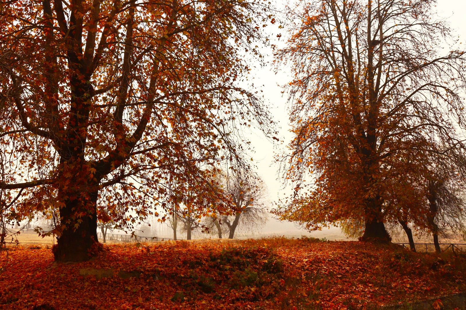 kashmir-autumn-season