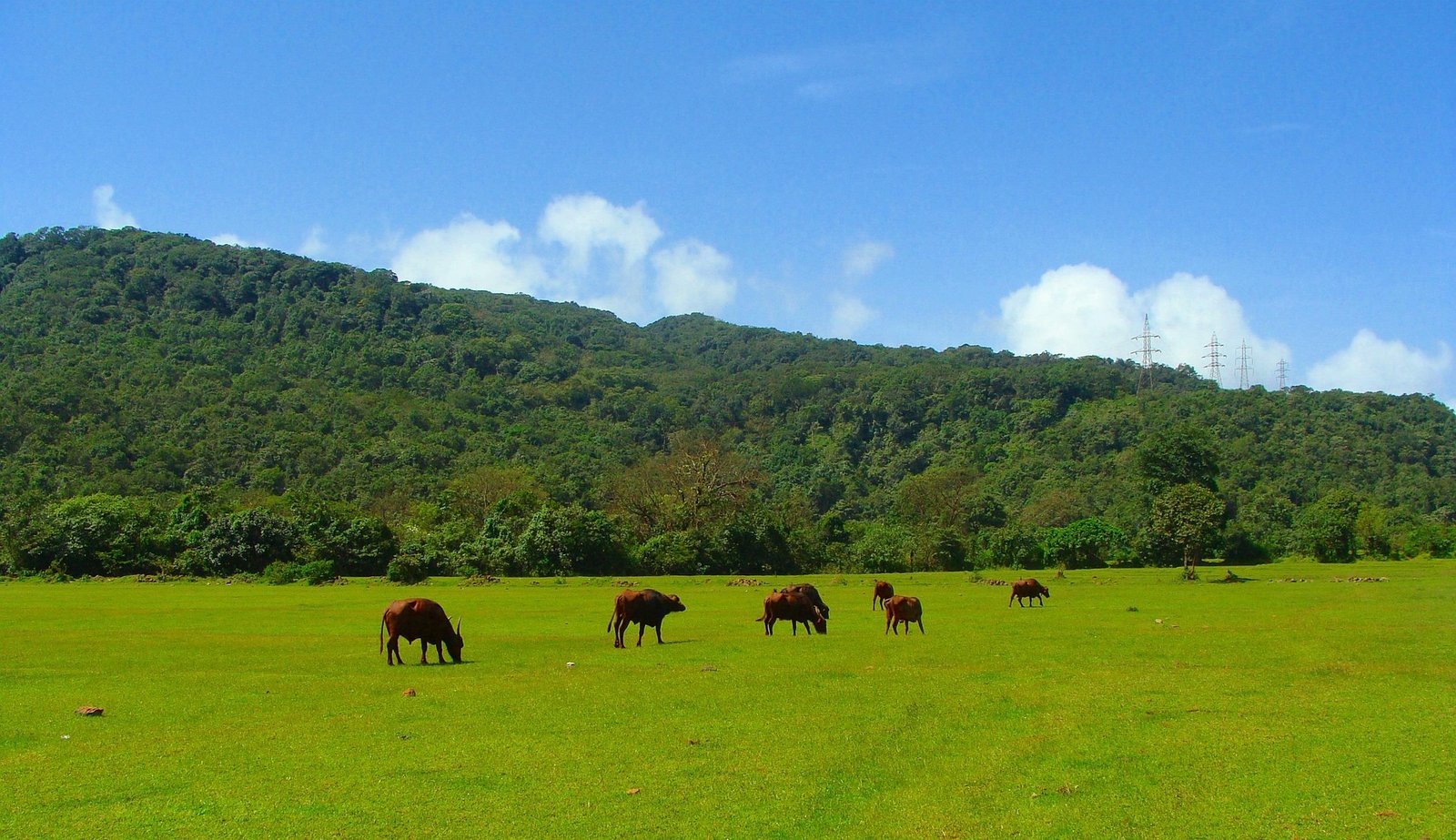 goa Goa